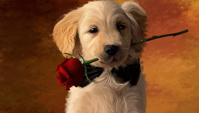 韩国一痴心狗子看上美女狗，苦守两个月，终于抱得美狗归