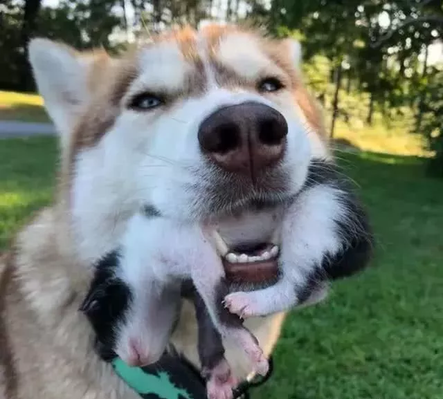 二哈叼回一只小猫，主人以为它又犯二了，可它却拯救了7个小生命