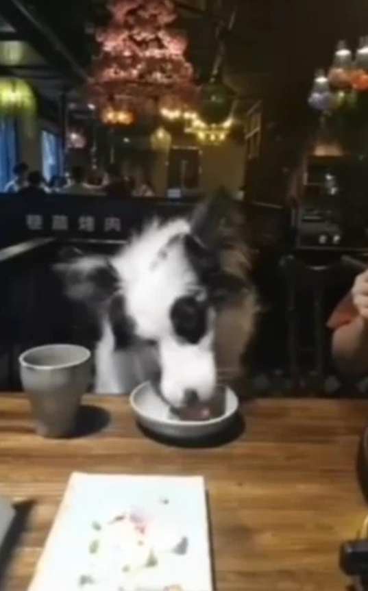 女子在餐馆拿公共餐具喂狗，网友：餐具被狗舔过，别人还能用吗？