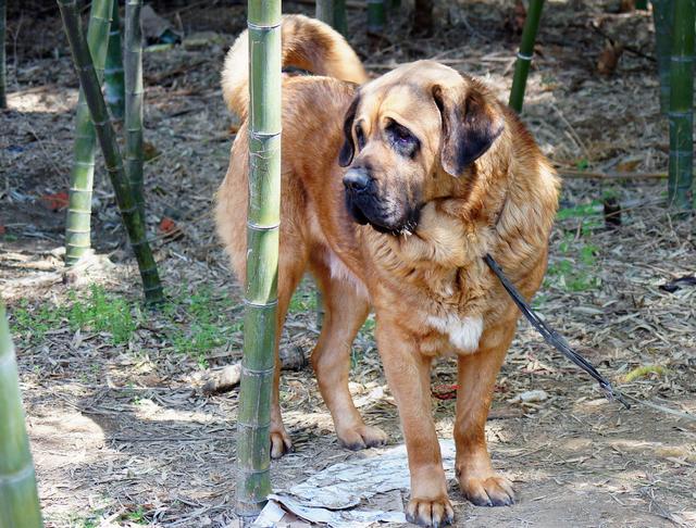 铲屎官的梦想，世界上最高大威猛的狗狗，征服你的少女心