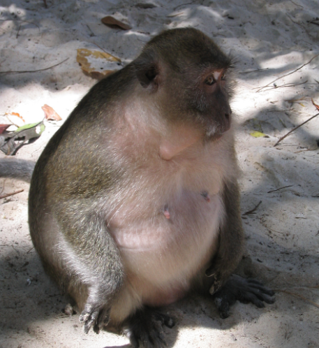 偶遇一只肚子很大的猴子，以为它怀孕了，知道情况后无语了