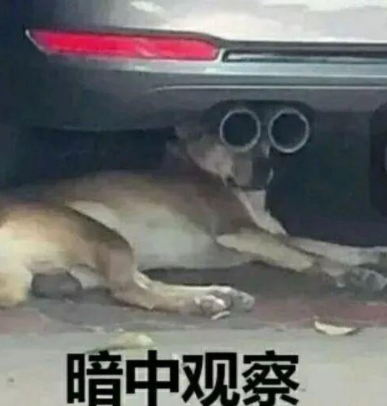 拉开车门偷走钱包发现只有50元，他又跑回去再偷两部手机……