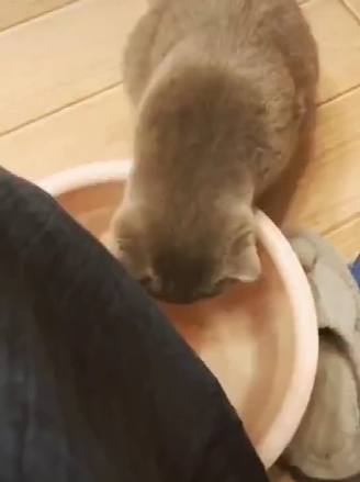 喵皇好奇心满分偷尝铲屎官洗脚水，结果...中毒了...