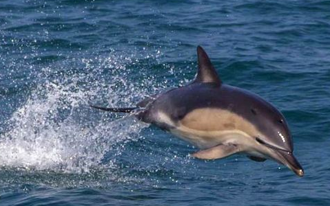 海豚可以和鲨鱼抗衡，但对人类很温柔，原来在它眼中的人类是这样的