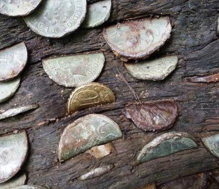 男子山林中发现1棵摇钱树，踹一脚硬币掉满地，男子乐坏了！