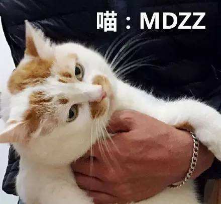 猫咪最讨厌什么？哪些事情是不能对猫咪做的呢？