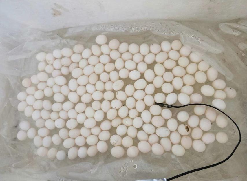 网友：养了好几年的鹦鹉，还没有下蛋，看完文章试了方法终于成功