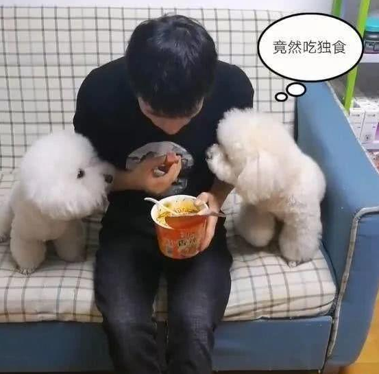 网友养了两只比熊后就没吃过一顿安稳饭，直到有一天它发现这东西