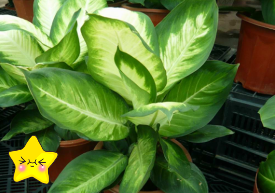 家里不需要买净化器，放盆银皇后，效果会更好