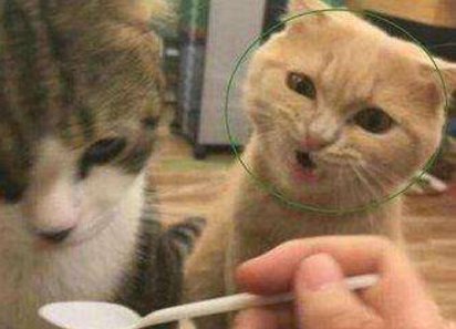 牙疼不是病，疼起来真要命！这对猫咪来说可能是真·要命！