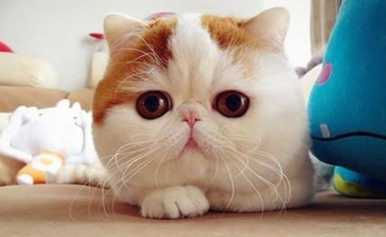 本名不火，外号火的加菲猫，其实人家叫“异国短毛猫”的啦