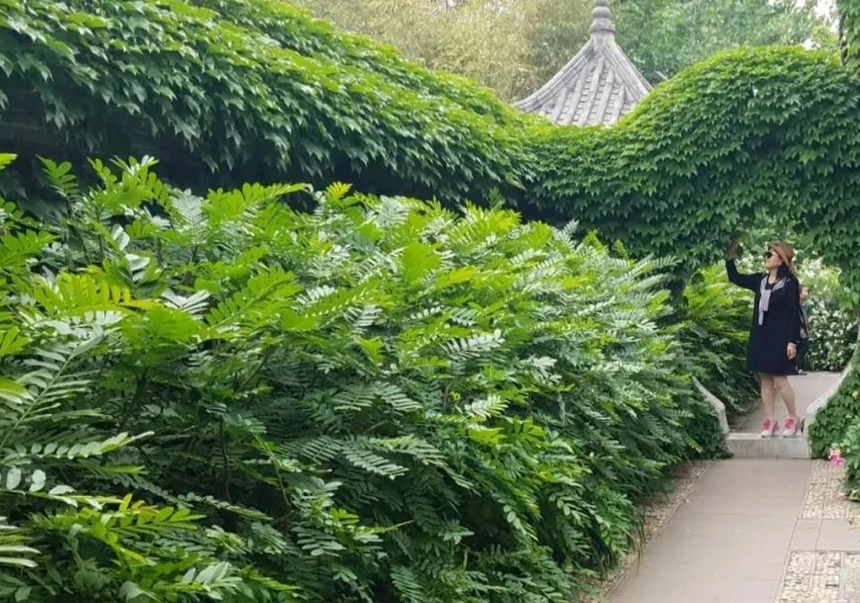 一个神奇的山东古村落，带回几根竹子栽种到了这里，竟美成了世外桃源