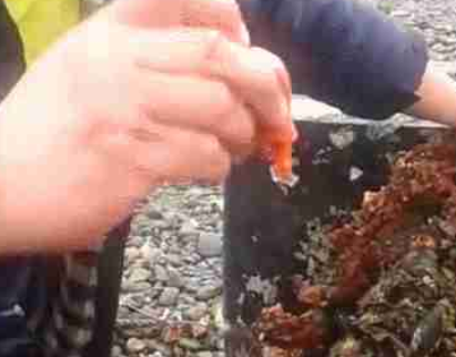 海边发现1块奇怪石头，切开后有1个红色物体，男子直接给生吃了