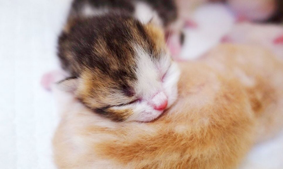 猫咪是有26颗牙齿呢？还是有30颗牙齿呢？你真的知道吗？