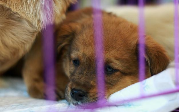 新手上路！如何领养一只健康的狗狗？领养前需做好的准备有不少