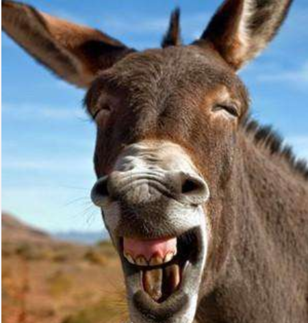 你被它们的微笑治愈了吗？