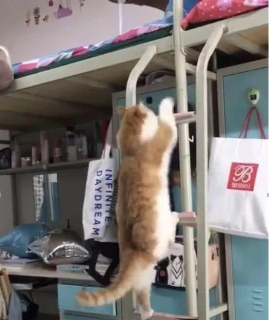 女生宿舍养橘猫被发现，猫咪因为太胖而藏不住！宿管阿姨都笑翻了