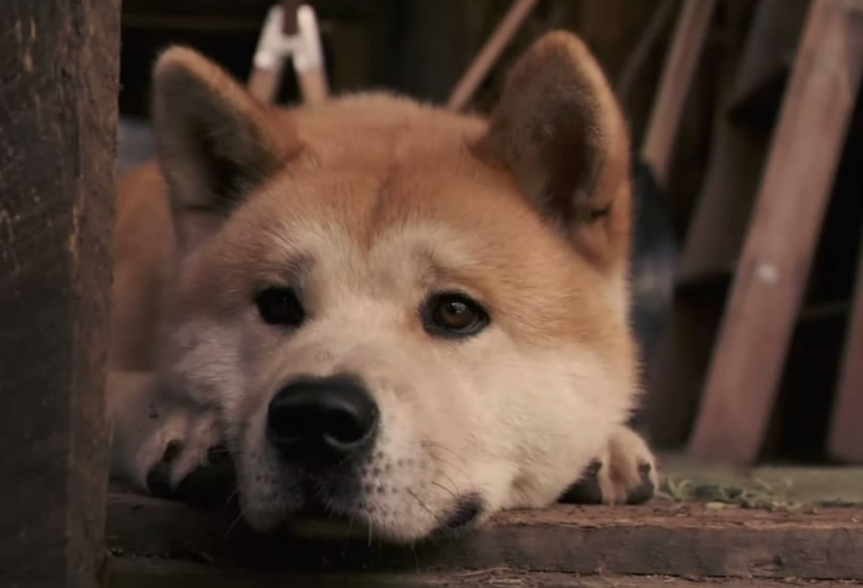 宠物：主人去世，忠犬随之死亡