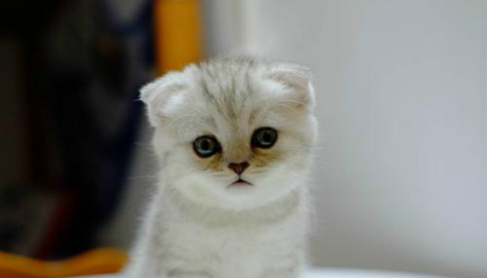 猫咪半夜下4个崽，全都叼到主人床上：铲屎的，你当“姥姥”了