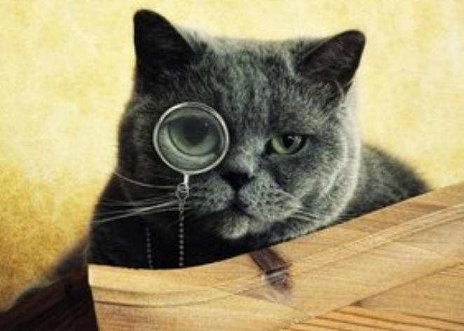 你的猫喜欢镜子吗？