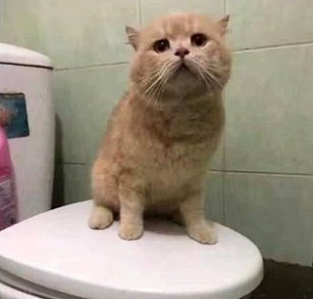 主人回家找不到猫主子，跑去厕所一看，眼前的一幕让人好气又好笑