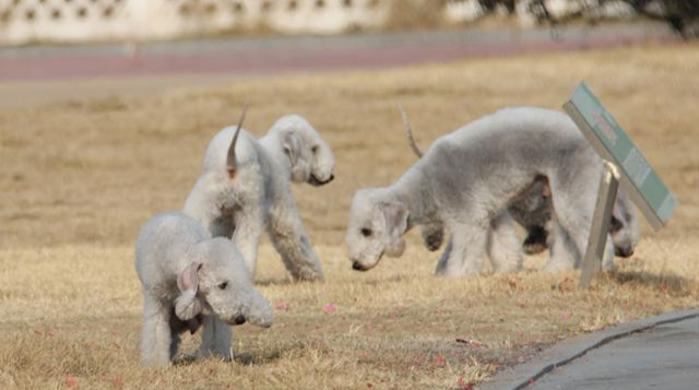 狗萌萌哒很大原因在于有趣的耳朵，但你知道它有多少块肌肉吗？