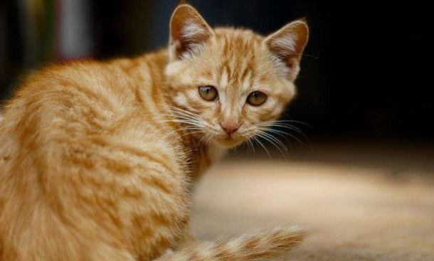 猫咪犯错后一般有三种表现，你家的猫咪是哪一种呢？快来看看