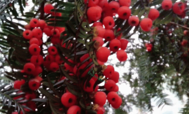 农村这种红色小野果，吃起来香甜可口，满满都是童年回忆，吃过没