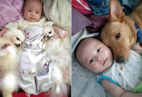 9只狗狗充当保镖角色轮流照顾宝宝，真是萌炸了