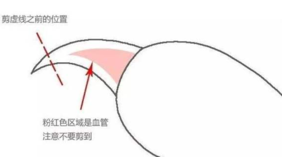 曾经皇家贵族猫，现被嫌挖煤的——“猫中之犬”暹罗猫：宝宝心里苦啊