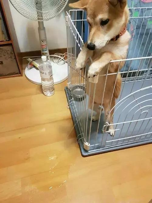 小柴隔着笼子用尿滋地板，铲屎官看到气哭了