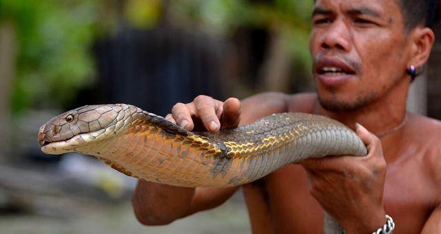 男子徒手抓眼镜王蛇，拔掉毒牙之后，当成宠物来饲养！