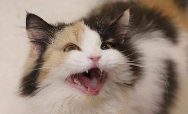 铲屎官梦想中的猫咪应有圆滚滚的大脸，但自家猫主子为何总吃不圆