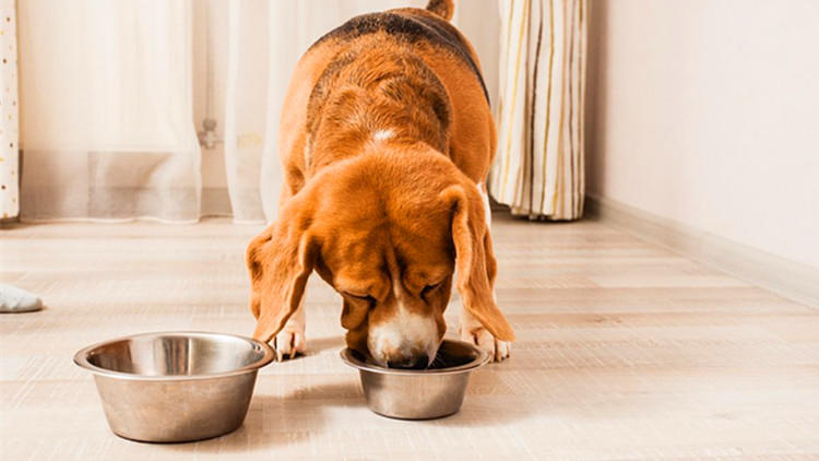 不同犬类，吃得还就不能一样