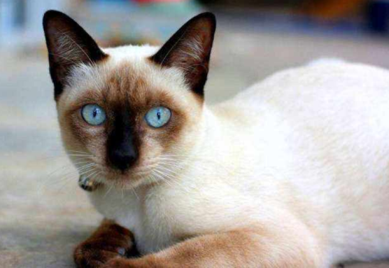 曾经皇家贵族猫，现被嫌挖煤的——“猫中之犬”暹罗猫：宝宝心里苦啊