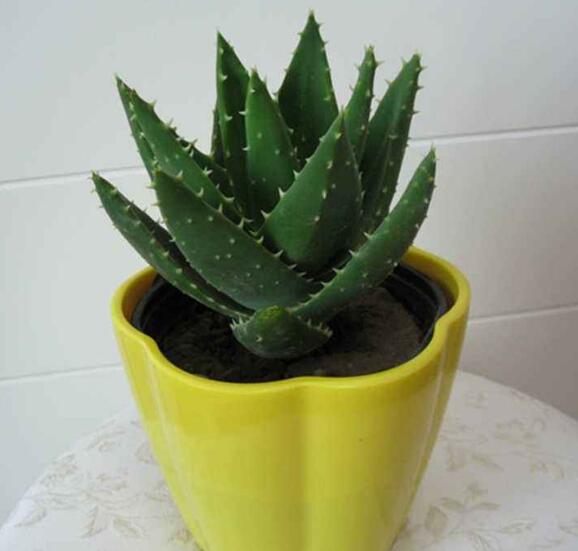 腹中孩子因为甲醛超标而胎停！入住新房前，一定要及时除甲醛！