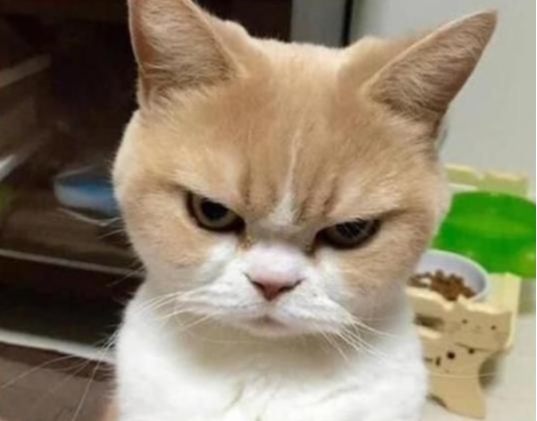 半夜巨响吓醒铲屎官，电视布满“蜘蛛网”，罪魁祸首却无动于衷