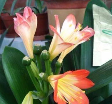 它就是“养花万能水”，比淘米水、啤酒水强10倍，植物吸收超级快