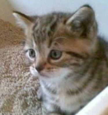 如何正确的使用猫砂，学会这些妈妈在也不用担心