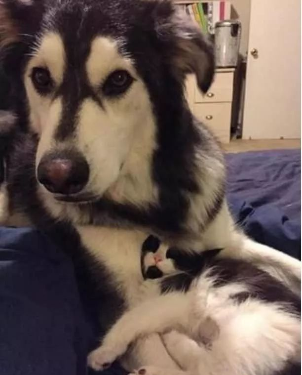 哈士奇捡回“狗”精姐妹，主人看后哭笑不得，确定不是私生子？