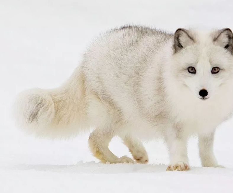 宠物：北极萌宠偶遇游客，亲密互动