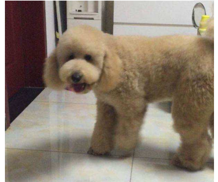 把泰迪寄养在宠物店，一周后去接，狗狗炫耀：我主人来接我了