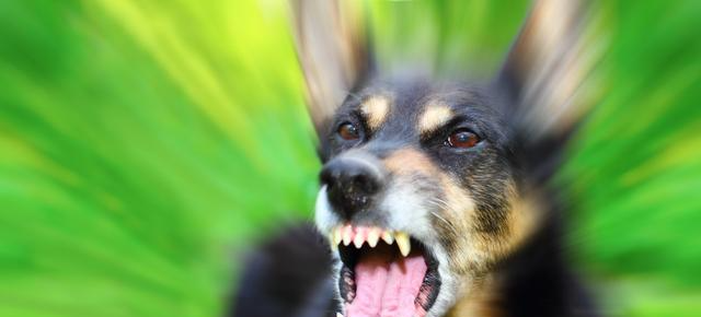 会叫的狗不咬人？只是老一辈总结的规律，并没有科学依据