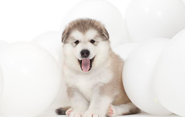 阿拉斯加的喂养需要掌握这一原则——“八分饱”