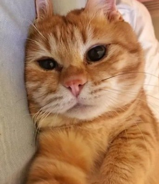 主人回家找不到猫主子，跑去厕所一看，眼前的一幕让人好气又好笑