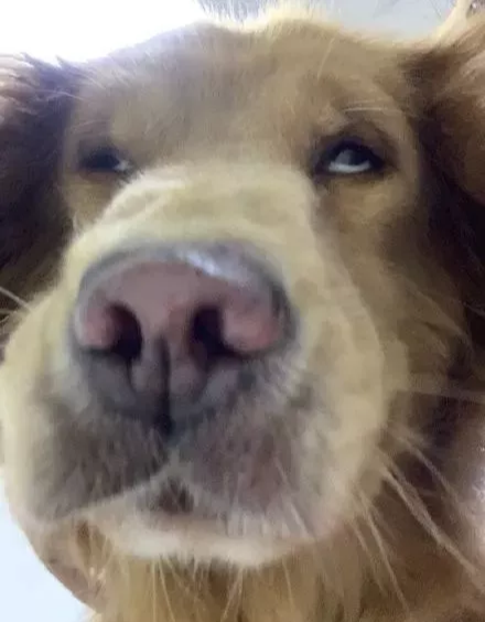 网上举办了一届“最丑狗狗大赛”，千万别看，看就是辣眼睛！