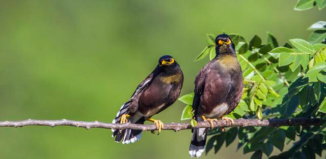 饲养八哥几大要点，两分钟教你轻松避开雷区