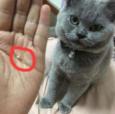 猫咪是有26颗牙齿呢？还是有30颗牙齿呢？你真的知道吗？