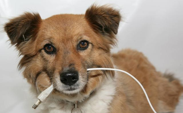 如何辨别是否被狗狗牙齿划伤？