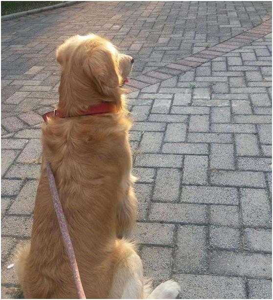 回家发现金毛脸肿了，准备带它去医院，金毛没憋住漏了馅